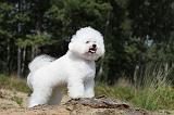 BICHON FRISE 374